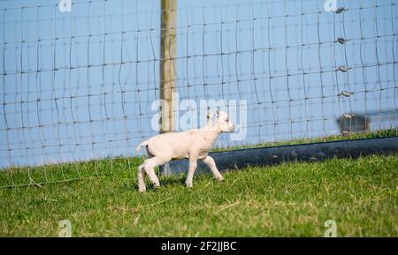 White Shetland agnello di pecora in campo, East Lothian, Scozia, Regno Unito Foto Stock