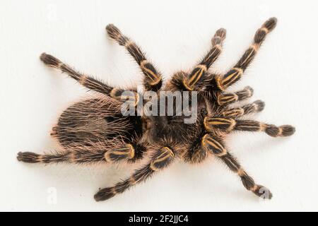 Grammostola pulchripes (Golden Knee Tarantura) su sfondo bianco. Foto Stock