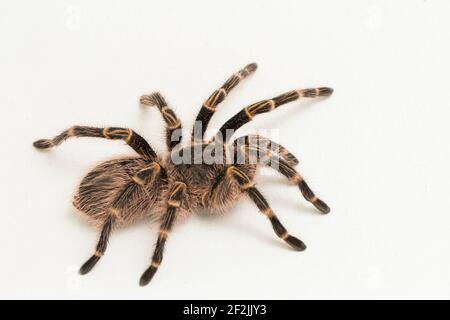 Grammostola pulchripes (Golden Knee Tarantura) su sfondo bianco. Foto Stock
