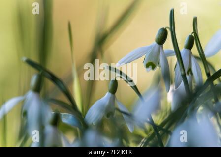 Galanthus - nevicate con verde morbido bg i febbraio 2021 Foto Stock