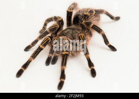 Grammostola pulchripes (Golden Knee Tarantura) su sfondo bianco. Foto Stock