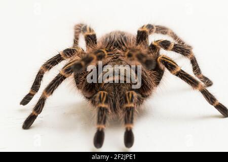 Grammostola pulchripes (Golden Knee Tarantura) su sfondo bianco. Foto Stock