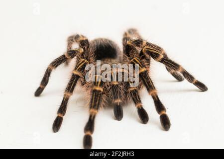Grammostola pulchripes (Golden Knee Tarantura) su sfondo bianco. Foto Stock