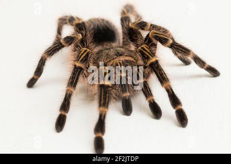 Grammostola pulchripes (Golden Knee Tarantura) su sfondo bianco. Foto Stock