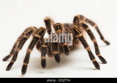 Grammostola pulchripes (Golden Knee Tarantura) su sfondo bianco. Foto Stock