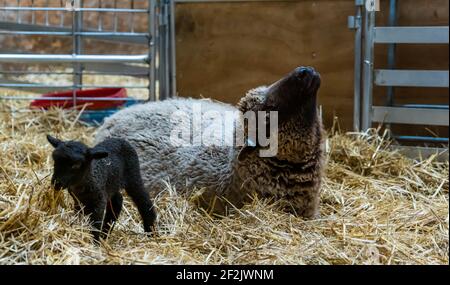 Shetland pecora strencare durante la nascita in fienile con agnello neonato, East Lothian, Scozia, Regno Unito Foto Stock