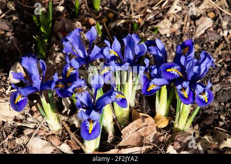 Iris con rete blu in primavera, chiamato anche iris reticulata o iris zwerg Foto Stock