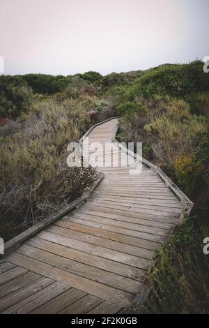 Walkway di legno conduce attraverso la foresta di elfin Foto Stock