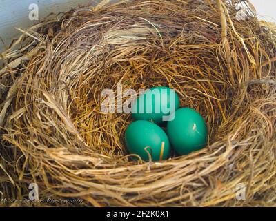 3 tre uova di Robin in un Nido di tessitura Foto Stock