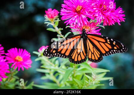 Monarch Butterfly con ali aperto sulla fabbrica di Fuchsia Aster Foto Stock