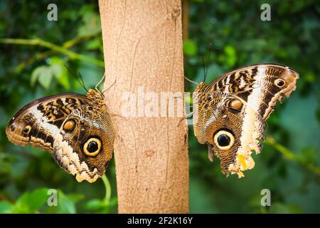 2 due Farfalle Morpho Blu su un albero con ali Chiuso Foto Stock