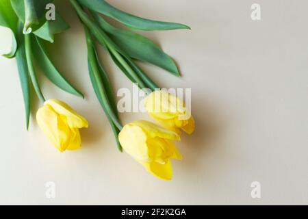 Tre tulipani gialli giacciono su uno sfondo giallo. Concetto di fiori primaverili. Spazio di copia. Orientamento orizzontale. Foto Stock