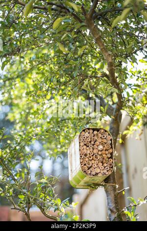 Una casa per le api solitarie fatta da un olio di oliva riciclato lattina e bambù legato ad un cespuglio pirocanthus in un giardino a Exeter, Devon, Regno Unito. Foto Stock
