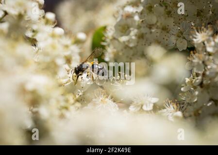 Un Andrena minutula (comune mini-miniera ape) sui fiori di una pirotona, o pyracantha, in un giardino a Exeter, Devon, Regno Unito. Foto Stock