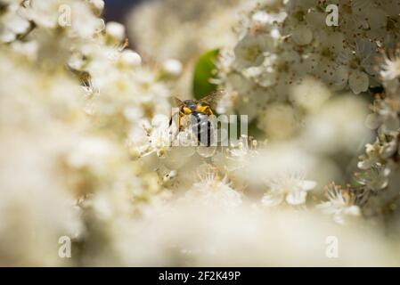 Un'ape mineraria Andrena minutula sui fiori di una focaia, o pyracantha, in un giardino a Exeter, Devon, Regno Unito. Foto Stock