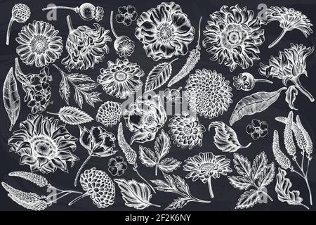 Serie vettoriale di fiori di gesso di papavero, gerbera, girasole, alghe, dahlia, veronica Illustrazione Vettoriale