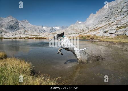 Cani che corrono in lago in montagna contro il cielo blu chiaro Foto Stock