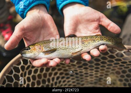 Primo piano di donna con pescato in foresta Foto Stock