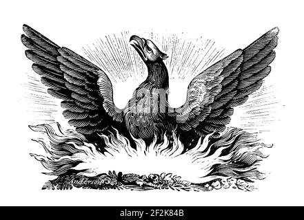 Phoenix. Incisione in legno del mitico uccello, 19 ° secolo. Foto Stock
