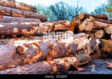 Colpo orizzontale di alberi raccolti in un cortile di legname. Questa è un'immagine rivista. Foto Stock