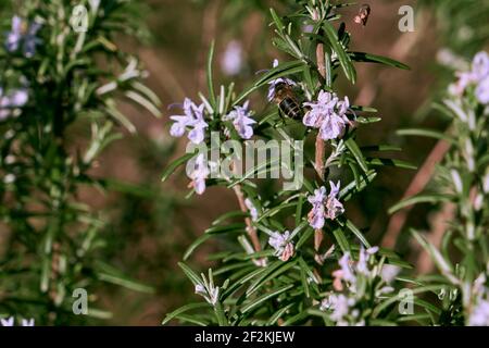 Ape di miele che foraging sui fiori di rosmarino Foto Stock