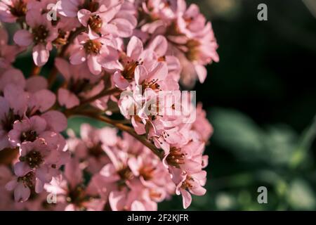 Pianta ornamentale bergenia con foglie di cuore fiori rosa primo piano Foto Stock