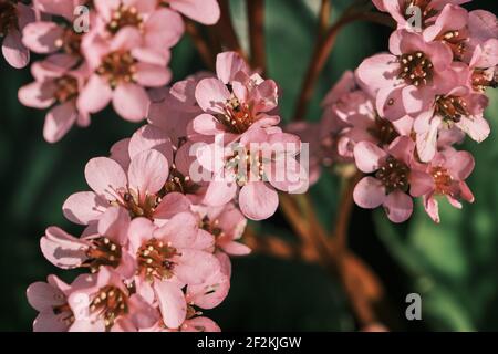 Pianta ornamentale bergenia con foglie di cuore fiori rosa primo piano Foto Stock