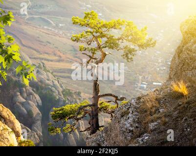 Pino Solitario su una roccia sotto la luce diretta del sole Foto Stock
