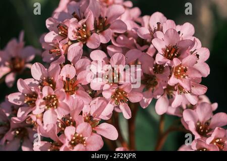 Pianta ornamentale bergenia con foglie di cuore fiori rosa primo piano Foto Stock