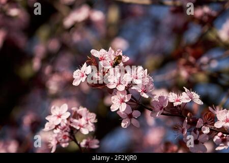 Miele ape foraggio su ciliegia prugna fiori primavera rosa Foto Stock