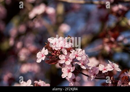 Miele ape foraggio su ciliegia prugna fiori primavera rosa Foto Stock