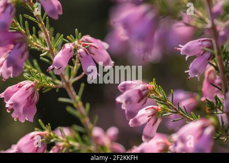 Dettaglio di brughiera irlandese fiorire in primavera Foto Stock