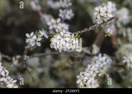 Fiori bianchi biancospino che fioriscono in primavera Foto Stock