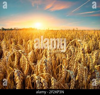 Campo di grano dorato sotto il bel cielo del tramonto Foto Stock