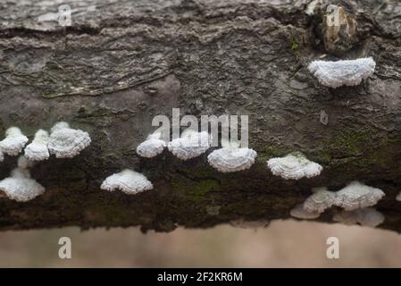 Schizophyllum commune fungus su tree closeup selective focus Foto Stock