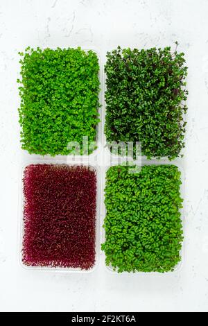 Micrograni organici freschi in un contenitore di plastica su fondo bianco. Micro green. Concetto di cibo vegano e sano. Vista dall'alto. Foto Stock