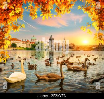 Cigni sul fiume Moldava vicino Ponte Carlo a Praga Foto Stock