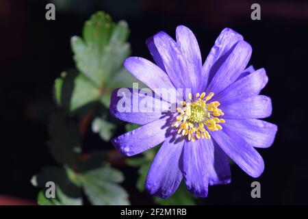 L'anemone balcanico è una specie vegetale erbacea tuberosa perenne che fiorisce all'inizio della primavera. Cresce meglio in ombra parziale e suolo umido. Foto Stock