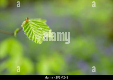 Fagus sylvatica o faggio albero fresco verde primavera fogliame dettaglio, verde concetto ambientale, spazio copia Foto Stock