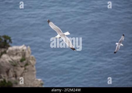 Uccelli acquatici che volano sul mare blu. Gabbiani che volano sulle scogliere Faraglioni dell'isola di Capri, Mar Tirreno, Italia Foto Stock