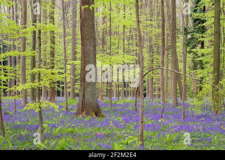 Paesaggio della foresta primaverile con fiori di bluebells in fiore tappeto di fiori viola Foto Stock