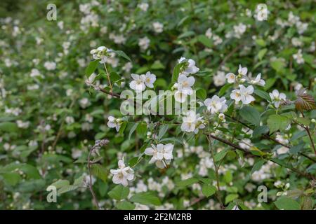 Philadelphus coronarius, comunemente conosciuto come dolce mock arancio o dogwood inglese, fiori bianchi fiorire dalla primavera Foto Stock