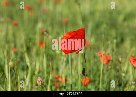 Fiori selvatici papavero rosso che fioriscono nei campi primaverili Foto Stock