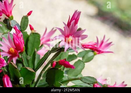 Hatiora rosea o Rosa Pasqua Cactus succulenti fiori rosa pianta fioritura Foto Stock