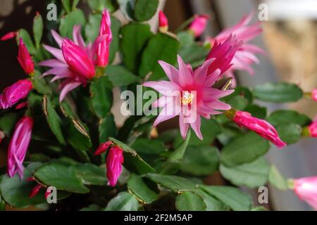 Hatiora rosea o Rosa Pasqua Cactus succulenti fiori rosa pianta fioritura Foto Stock