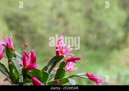 Hatiora rosea o Rosa Pasqua Cactus succulenti fiori rosa pianta fioritura Foto Stock