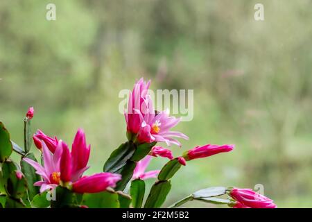 Hatiora rosea o Rosa Pasqua Cactus succulenti fiori rosa pianta fioritura Foto Stock