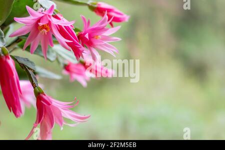 Hatiora rosea o Rosa Pasqua Cactus succulenti fiori rosa pianta fioritura Foto Stock