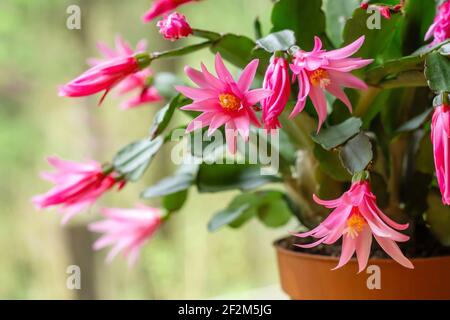 Hatiora rosea o Rosa Pasqua Cactus succulenti fiori rosa pianta fioritura Foto Stock