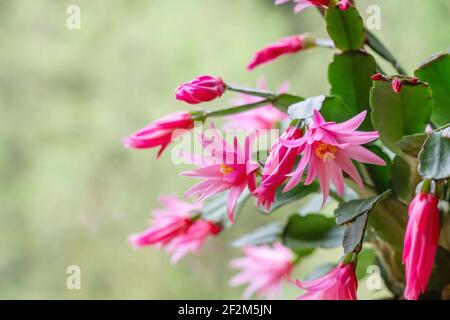 Hatiora rosea o Rosa Pasqua Cactus succulenti fiori rosa pianta fioritura Foto Stock